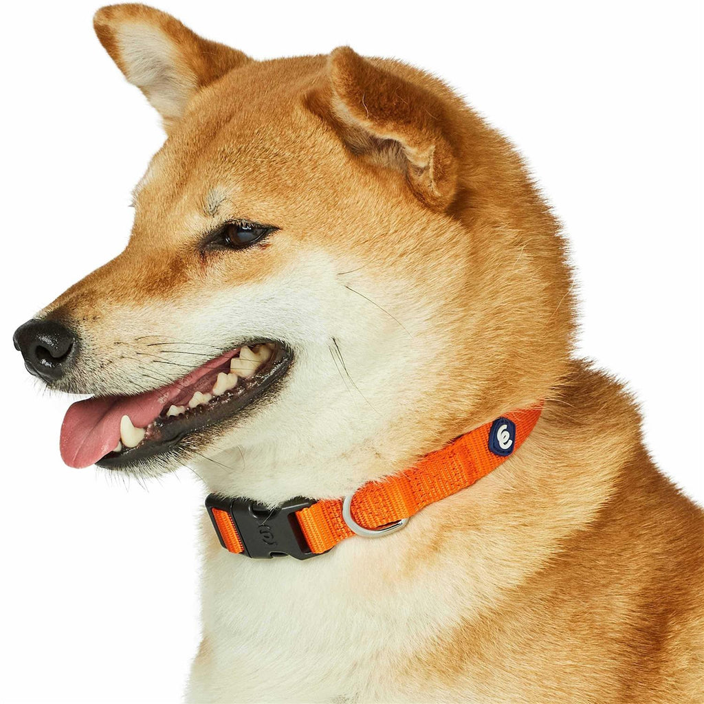 Classic Dog Collar Z26885