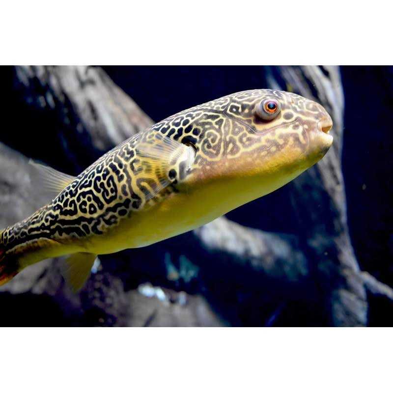 Malawi Victoria Buffer X649