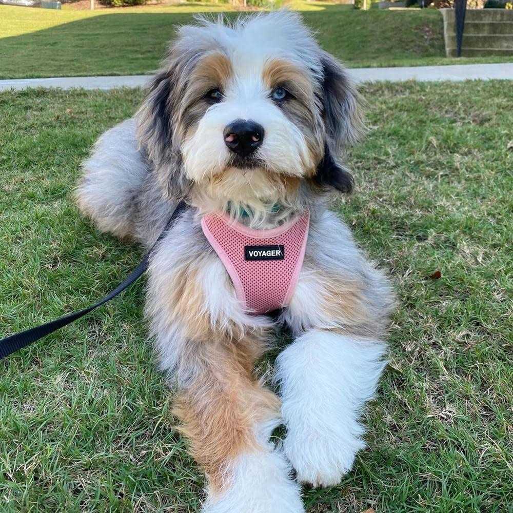 Adjustable Step In Dog Harness C326331