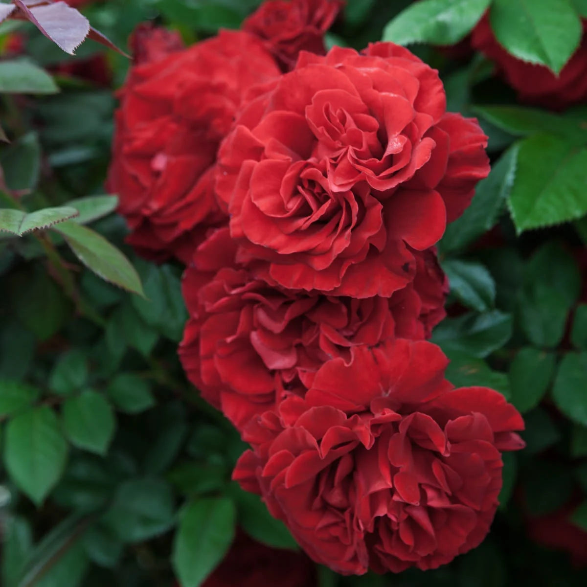 1-Pack Bare Root Climbing Rose U85742