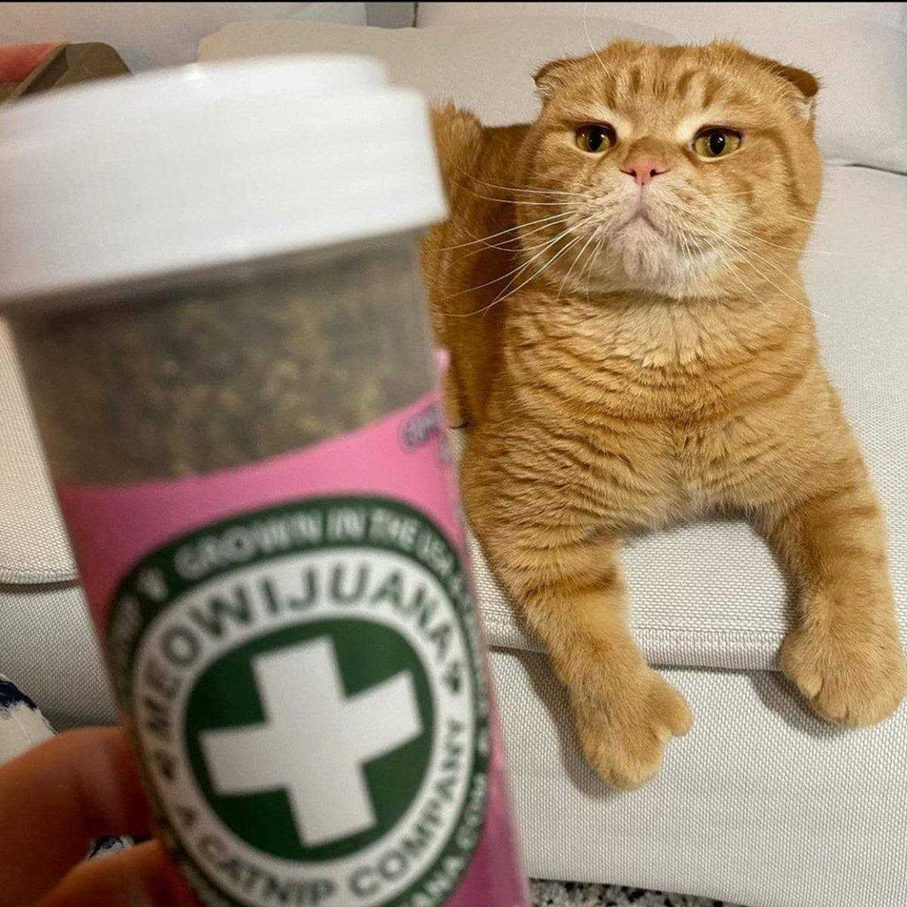 Lavender Catnip Blend J268363