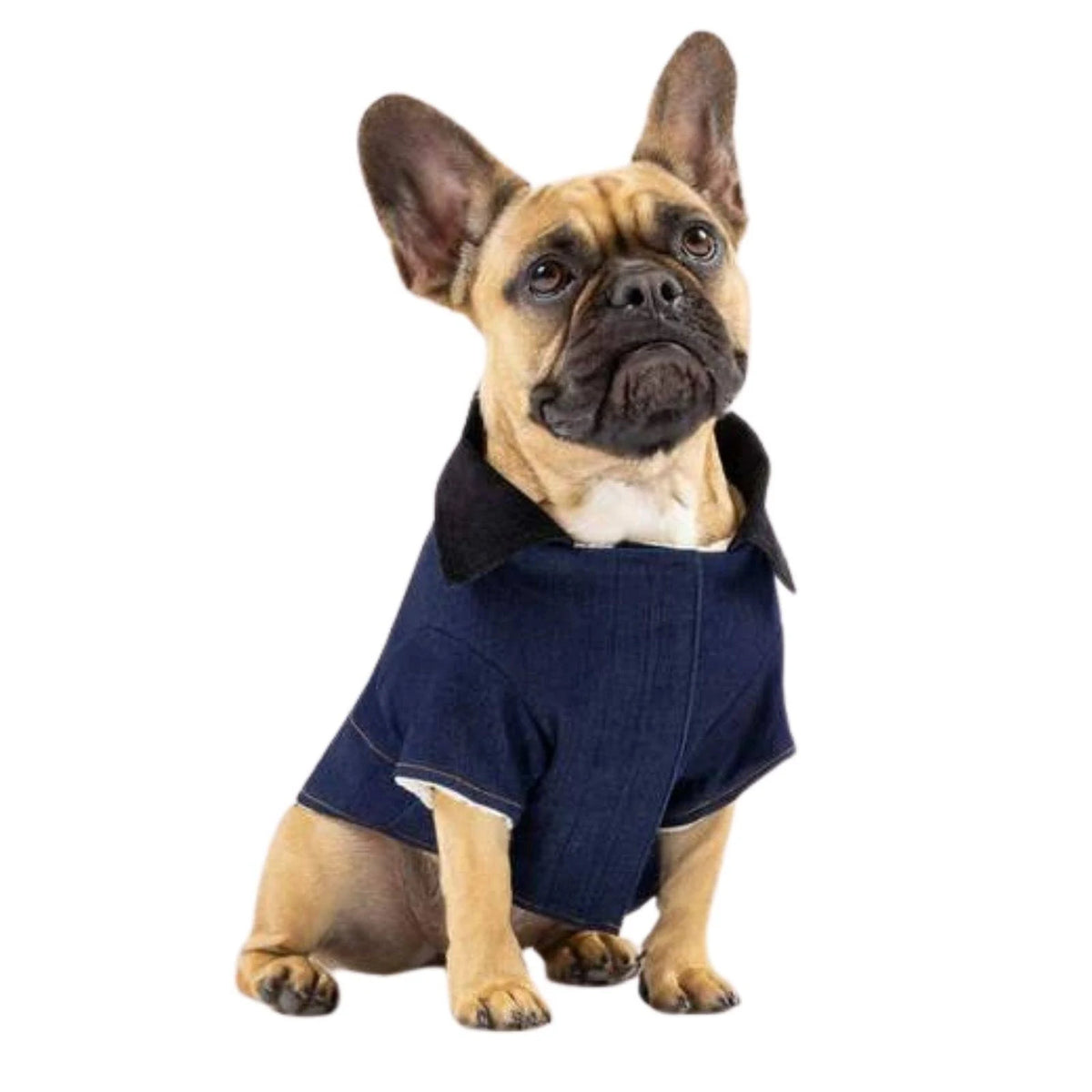 Blue Dog Jacket K2768