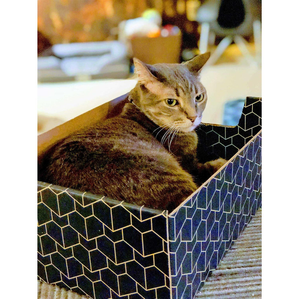 Blue Cat Box Y66300
