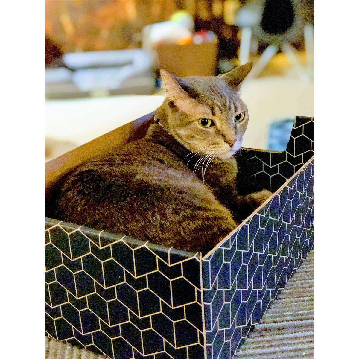 Blue Cat Box Y66300