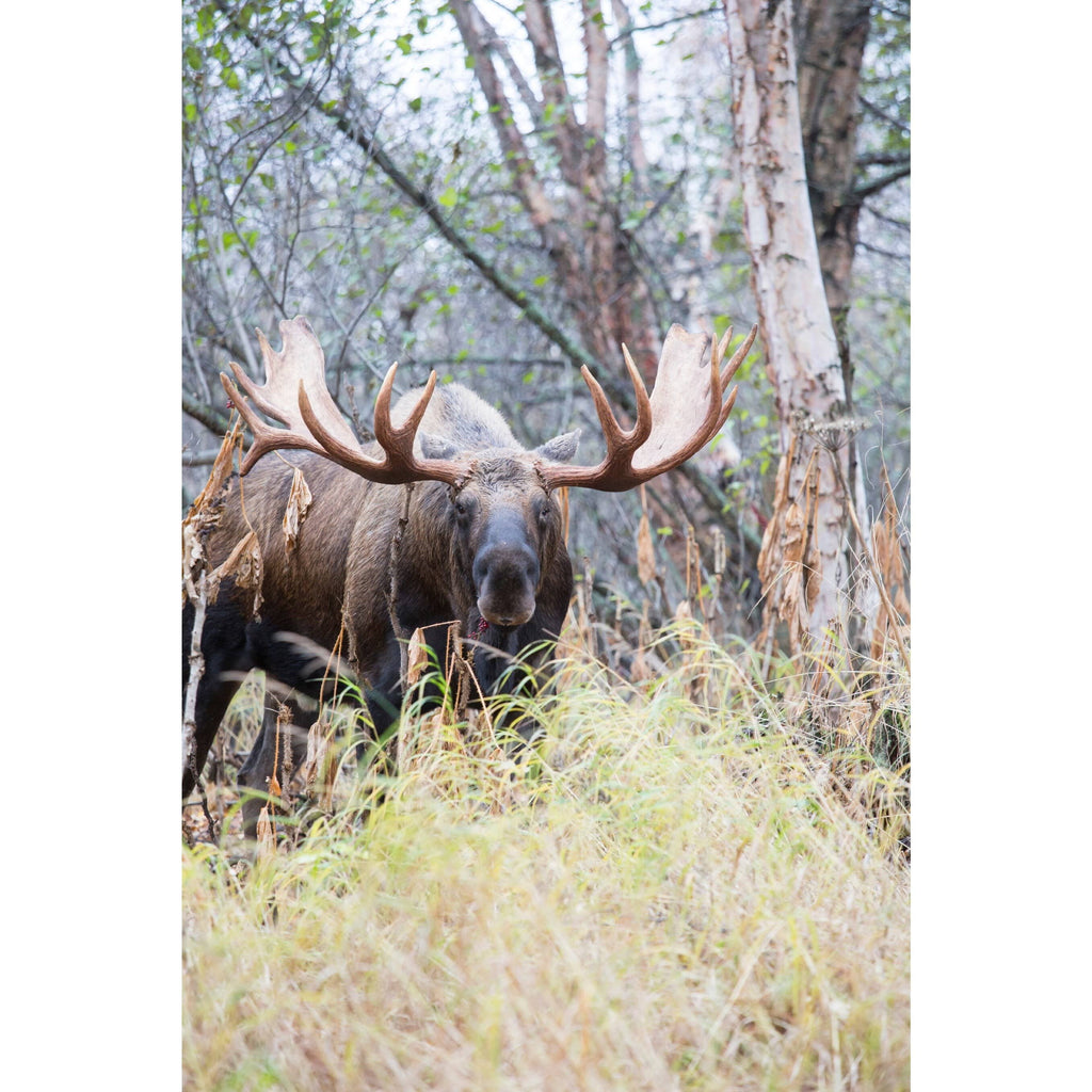 Moose Game Call X20627