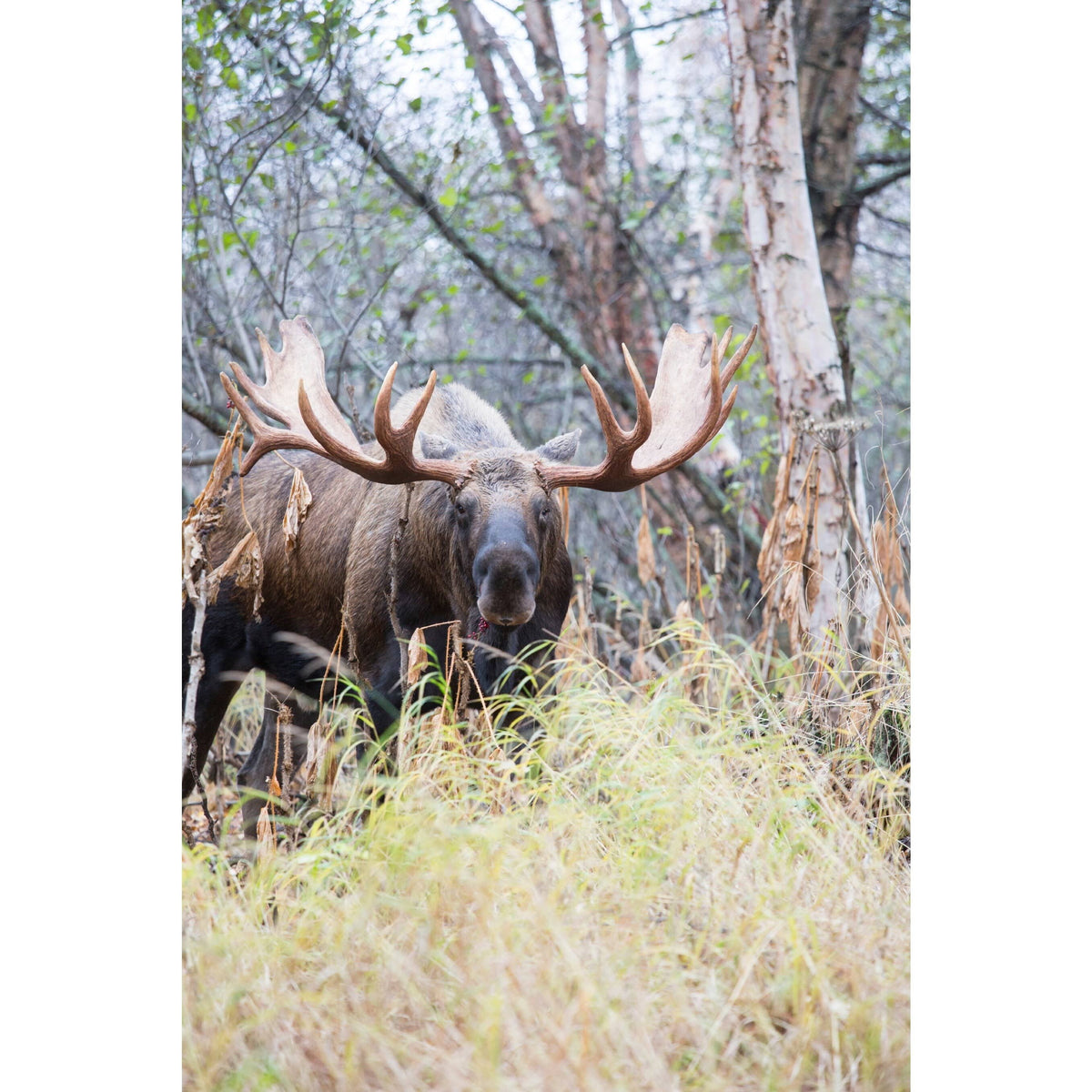 Moose Game Call X20627