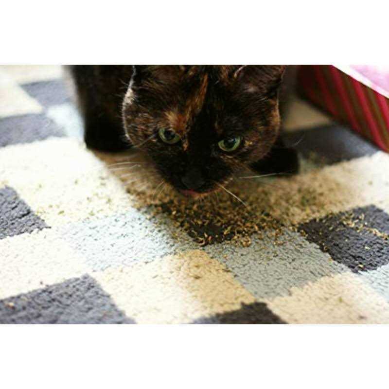 Lavender Catnip Blend J268363