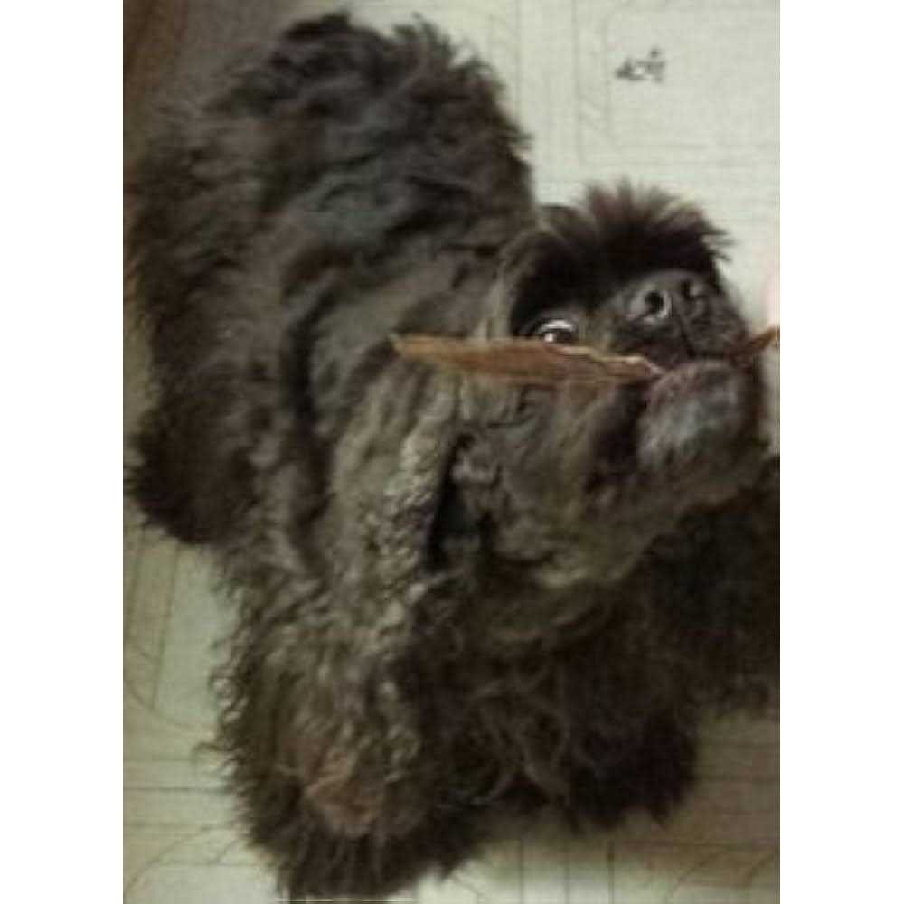 Duck Jerky Strips B26919