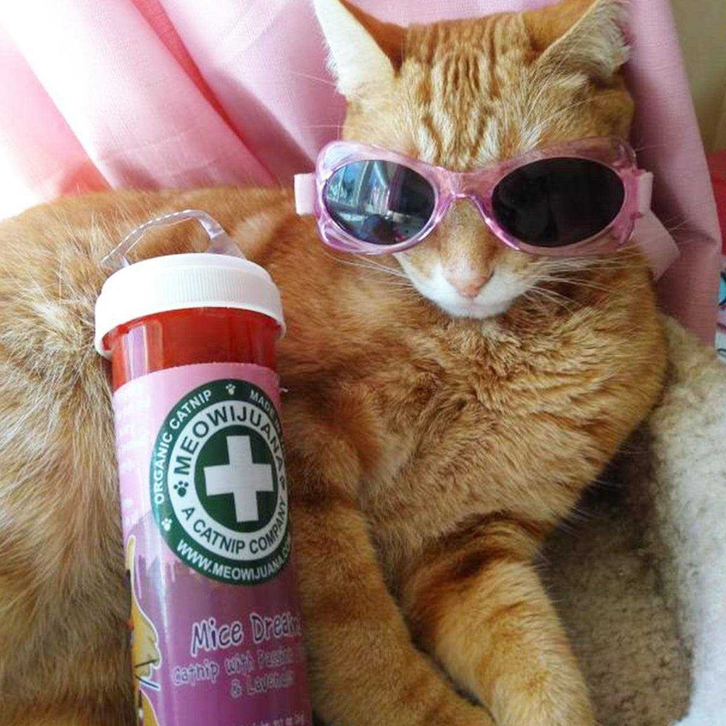 Lavender Catnip Blend J268363