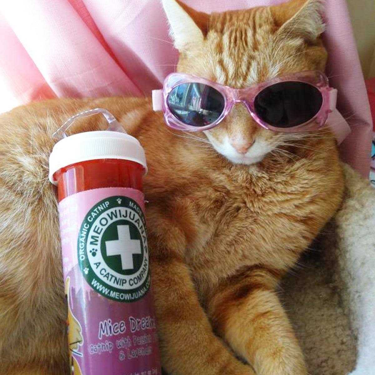 Lavender Catnip Blend J268363