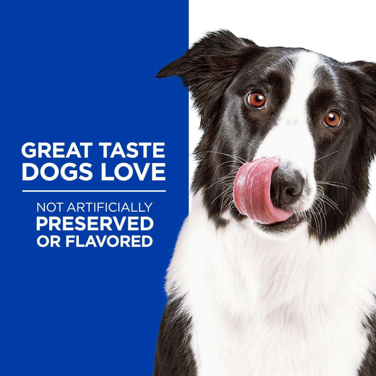Dog Treats J33736