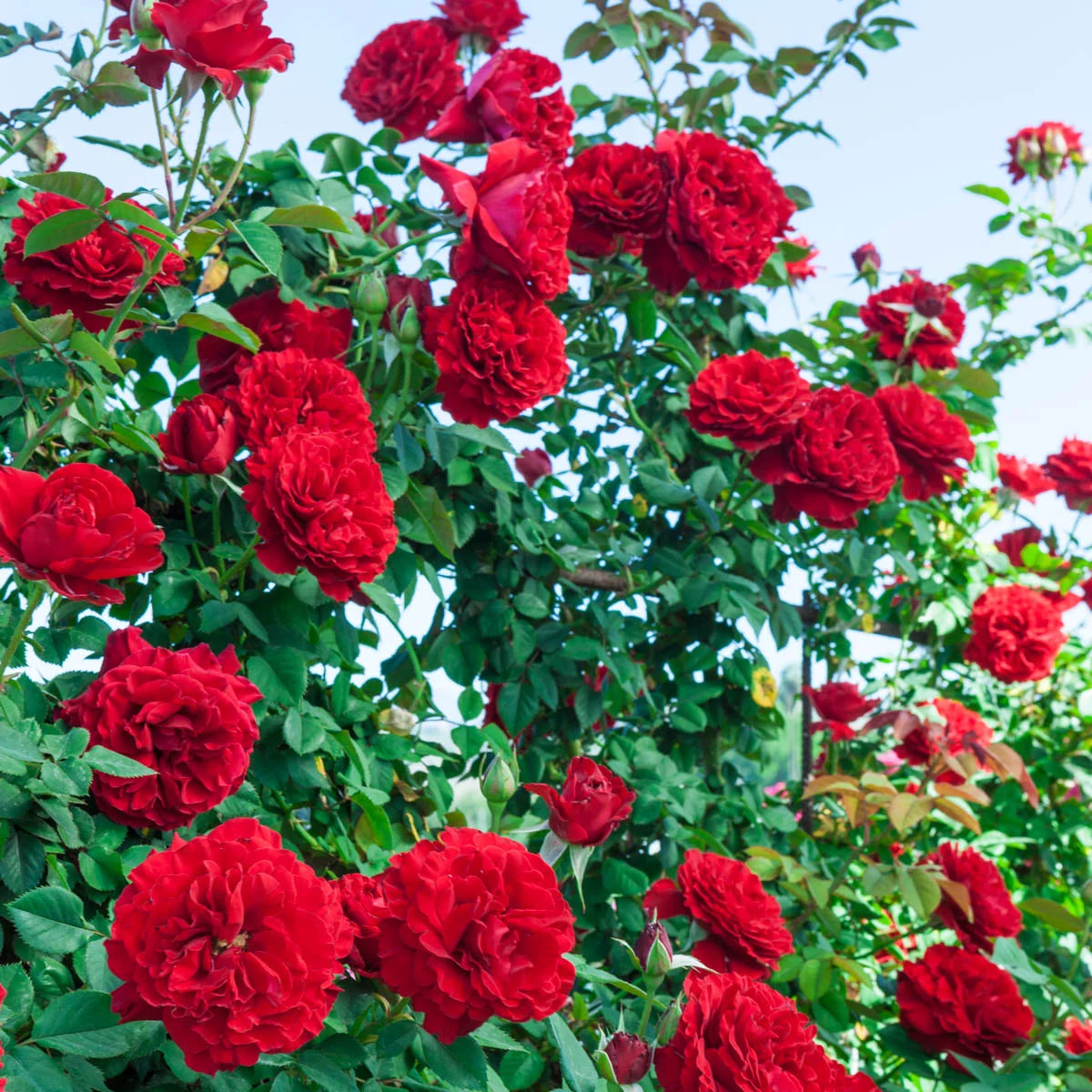 1-Pack Bare Root Climbing Rose U85742