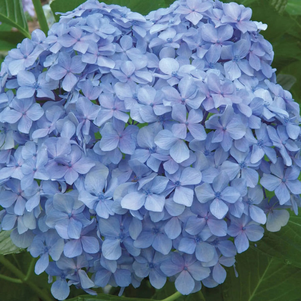 3 Gallon Flowering Deciduous Shrub with Pink or Blue Blooms W44999