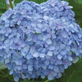3 Gallon Flowering Deciduous Shrub with Pink or Blue Blooms W44999