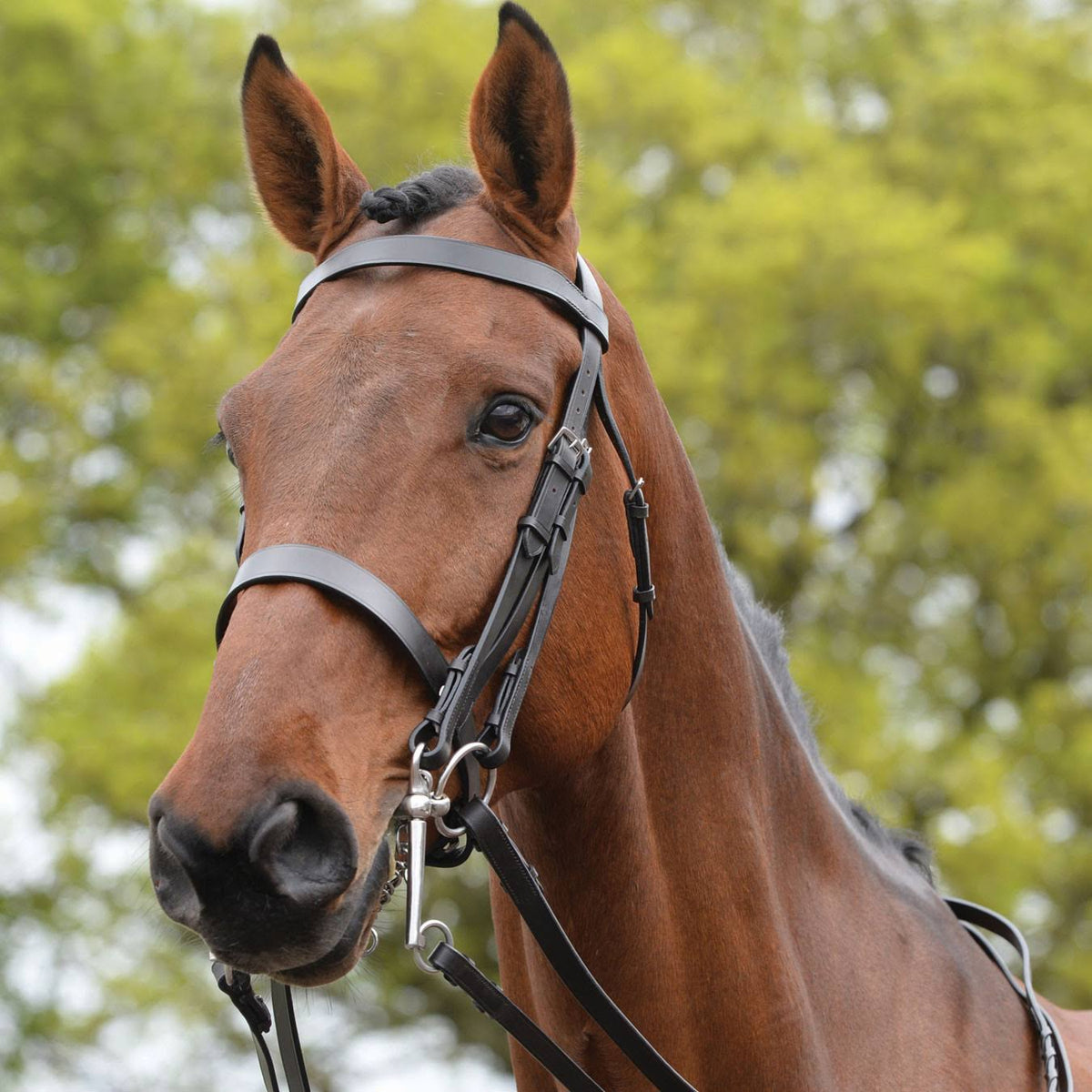 Brown Bridle K5286