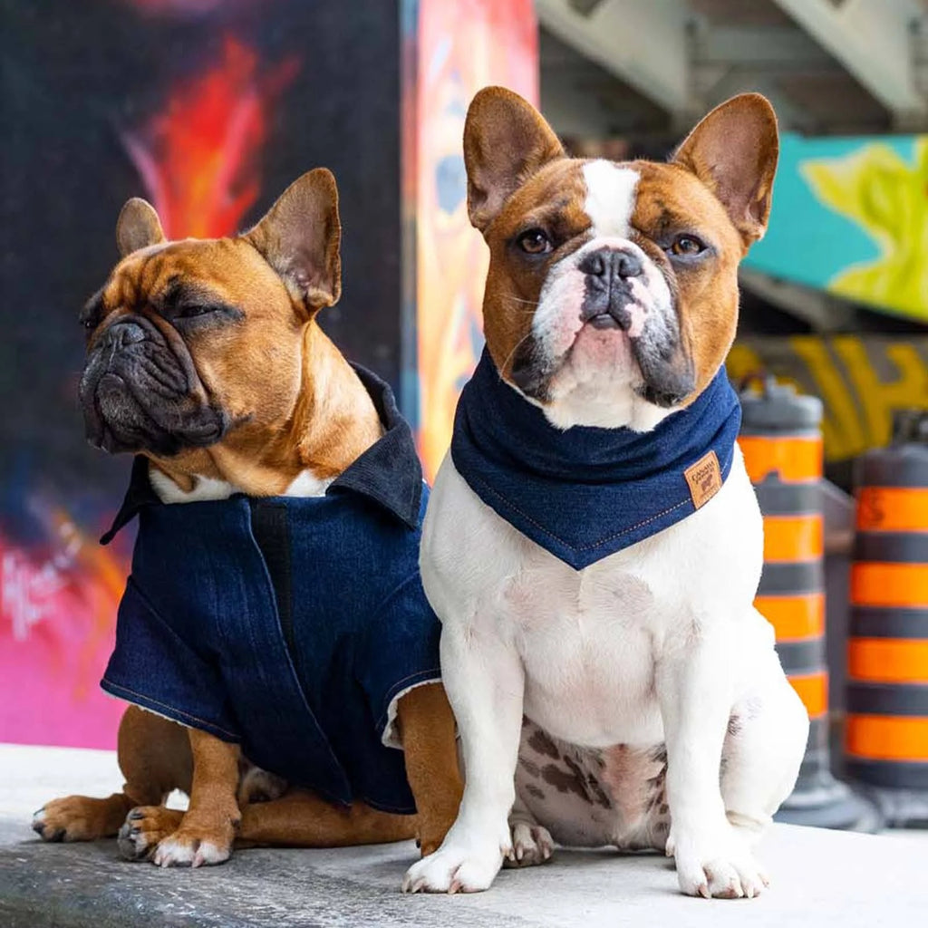 Blue Dog Jacket K2768