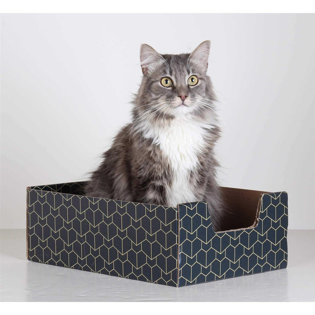 Blue Cat Box Y66300