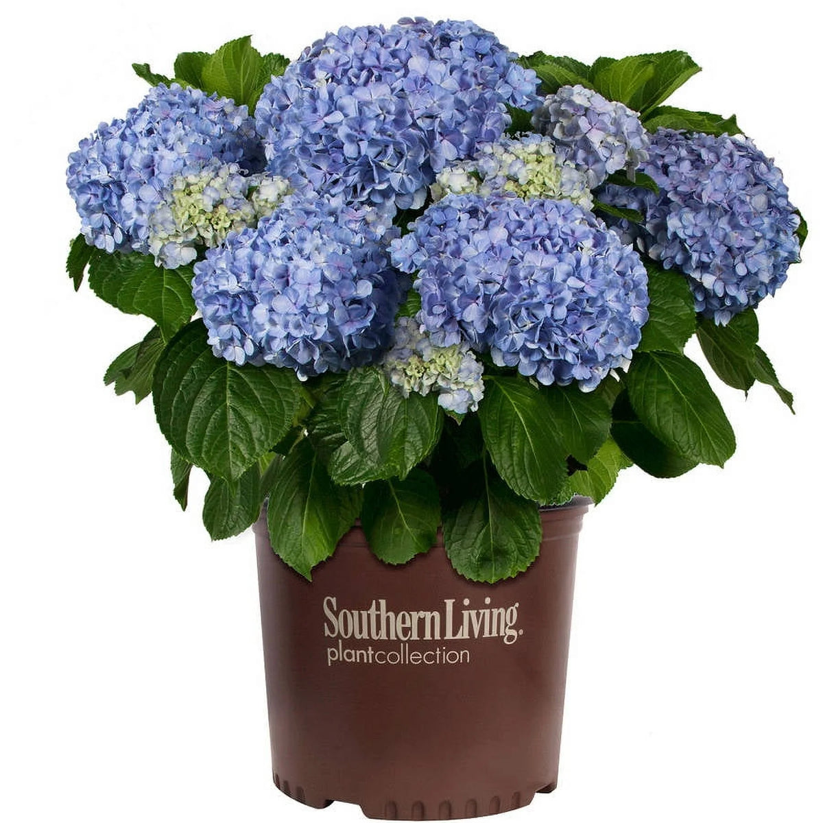 3 Gallon Flowering Deciduous Shrub with Pink or Blue Blooms W44999