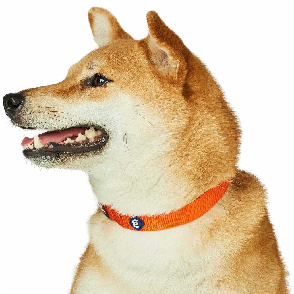 Classic Dog Collar Z26885